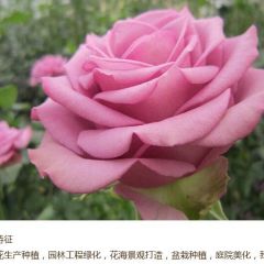 鲜切玫瑰苗 大花多花 玫瑰月季种苗 绿化工程用玫瑰月季苗